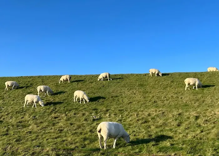 Daire Elsternest Dornum